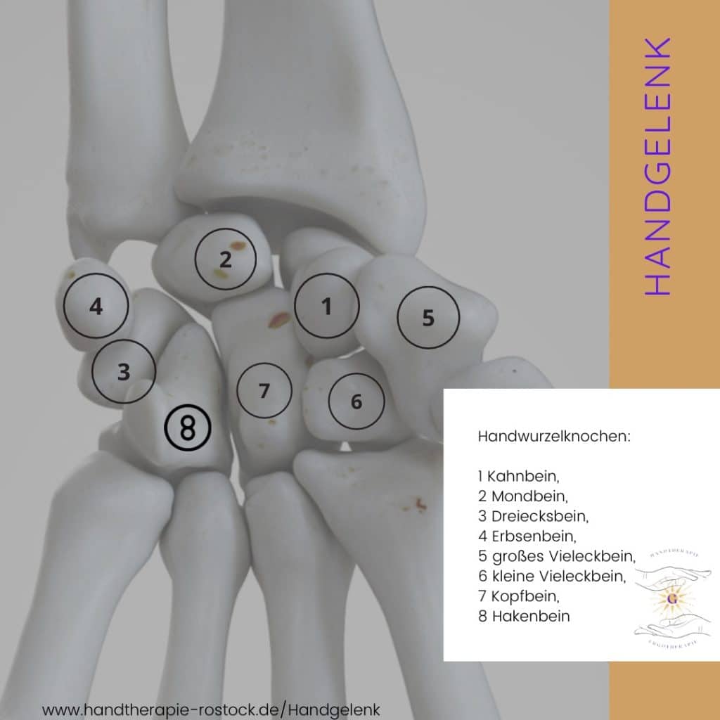 Handgelenk Anatomie